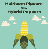 Heirloom Pipcorn vs. Hybrid Popcorn