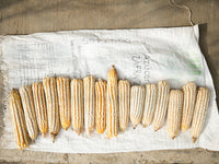 White Heirloom Corn Makes Pipcorn Dippers Extra Special and Delicious